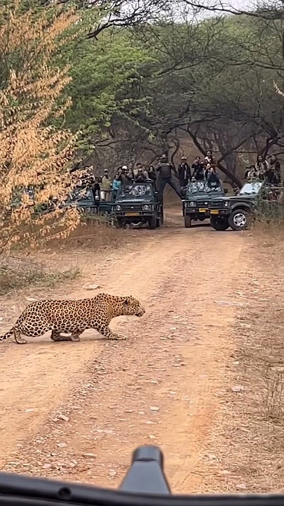 #sariska #sariskatigerreserve #sariskanationalpark #jhalana #leopard #tiger #ranthambore #bigcat