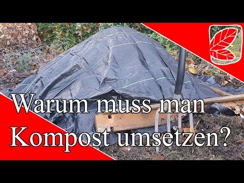 Video: Sonnenblumenkernschalen kompostieren: Können Sie Sonnenblumenkerne kompostieren?