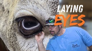 How to lay WHITETAIL deer eyes