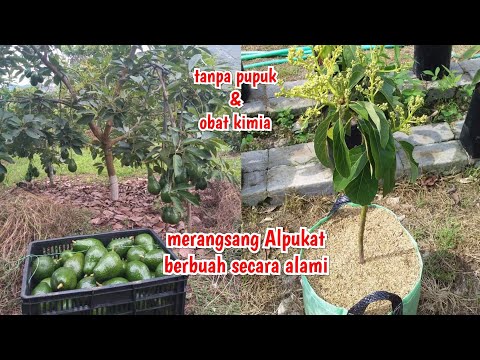 cara agar pohon Alpukat cepat berbuah