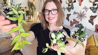 Cutesy Small Leaf Hoyas | Shop With Me! | Crystals and Pottery Decor | The Pink Trellis