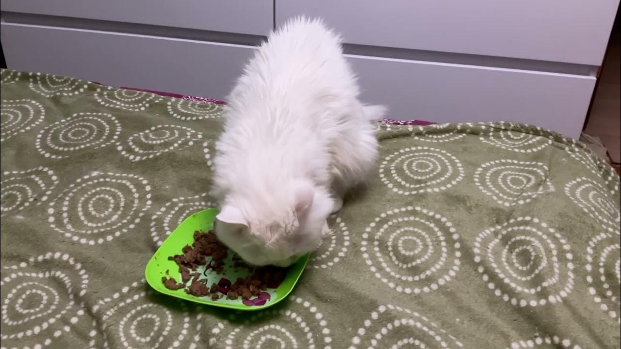 Пришел покормить кота а тут клининг. Пришел покормить кота а тут клининг