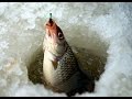 Зимняя рыбалка ловля плотвы, первый опыт. Калининград Куршский залив. 2016
