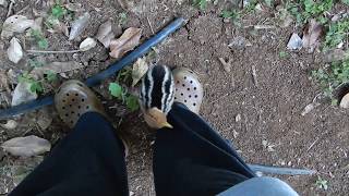 cassowary chick  abandoned