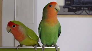 How to differentiate male from female lovebirds