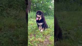 Magenta  available Tibetan mastiff puppy out of giant parents