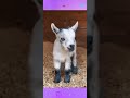 Khadija Fatima Kakka ЁЯШКcute Goat Baby Viral Shortsfeed Khan Sheikh Khadija Fatima Kakka ЁЯШКcute Goat Baby Viral Shortsfeed Khan Sheikh