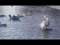 Ducks enjoying the weather