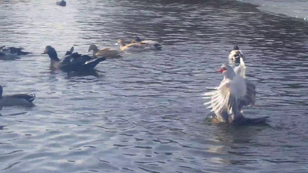 Ducks enjoying the weather YouTube
