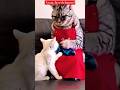 Funniest Animals 2024 Viralvideo Cat Funnyanmials Funny Catvideos Funnylion Foryou Funnycat
