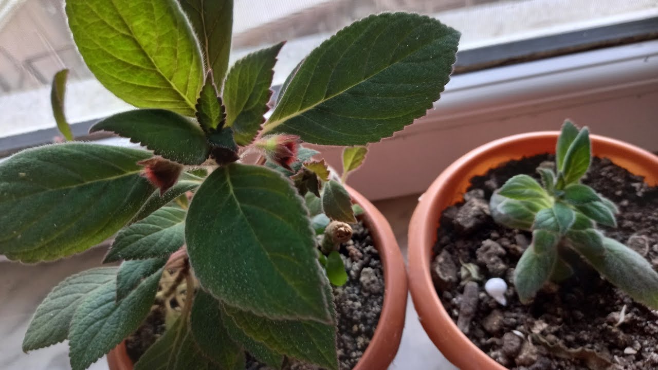 ŞEMKİRLİ ZEYNƏBİN SIRĞA GÜLÜ.