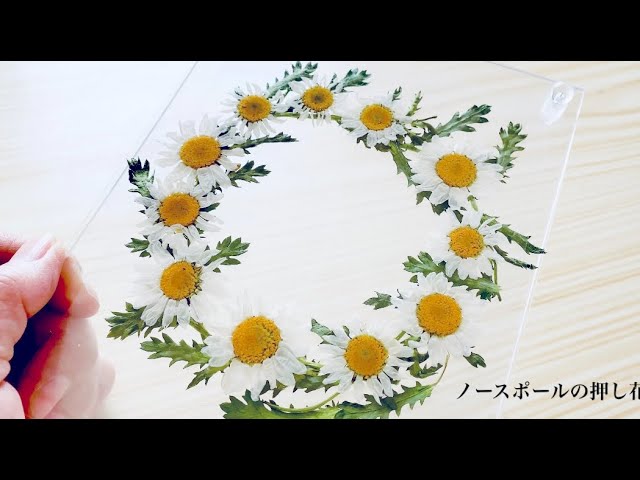 ノースポールの押し花【ノースポール】【押し花】【飾りながら保管