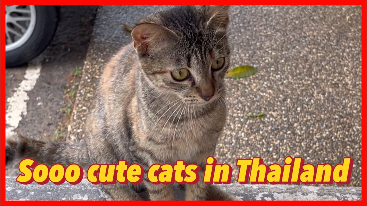 Sooo cute cats in Thailand Thai cats that I met in Krabi Island YouTube