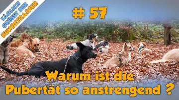 Warum ist die Pubertät so anstrengend?