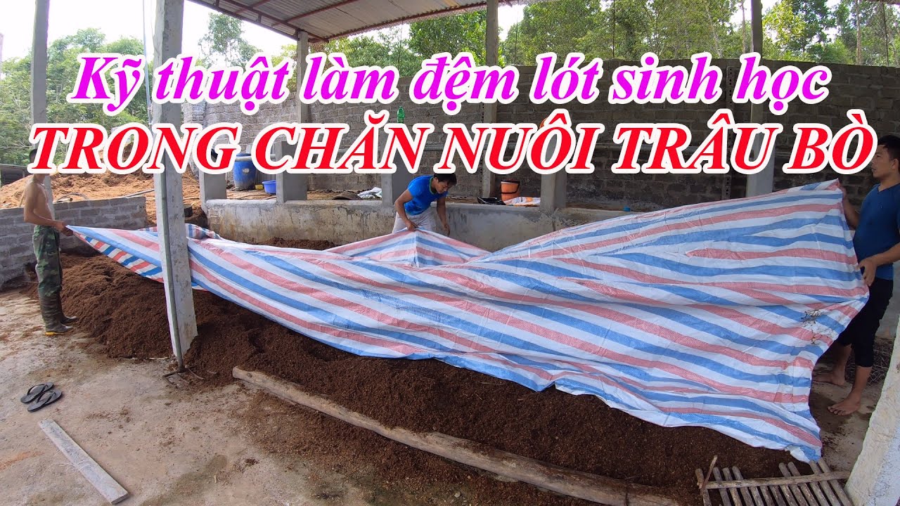 Đệm lót sinh học trong chăn nuôi | KỸ THUẬT LÀM ĐỆM LÓT SINH HỌC TRONG CHĂN NUÔI TRÂU BÒ