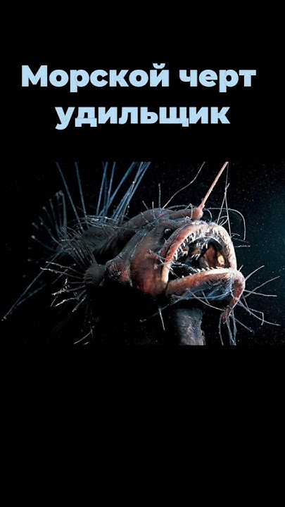 Самые страшные рыбы в мире часть 3.#рыбалка #fishing #рыба #fish # ...