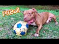 Dog wants to play soccer