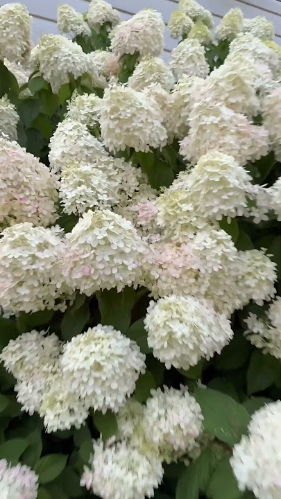 Limelight hydrangea in midsummer zone 6a. My very first hydrangea. It started changed color.
