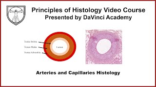 Arteries and Capillaries Histology [Cardiovascular Histology 1 of 4]