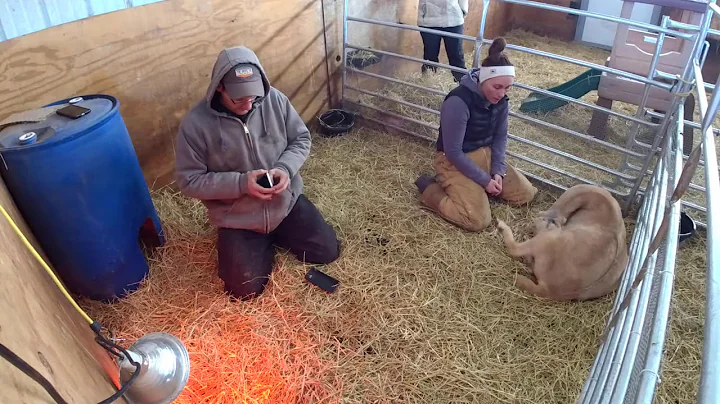 Genevieve gives birth to a beautiful doe