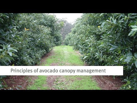 Principles of avocado canopy management