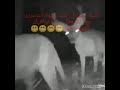فاصل فكاهي ضبع و غزال بعد يوم متعب من التصوير مع ناشونال جيوغرافيك فاصل فكاهي ضبع و غزال بعد يوم متعب من التصوير مع ناشونال جيوغرافيك