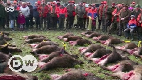 Ketakutan di kalangan peternak babi | DW English