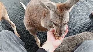 San Antonio Aquarium (Kangaroo)