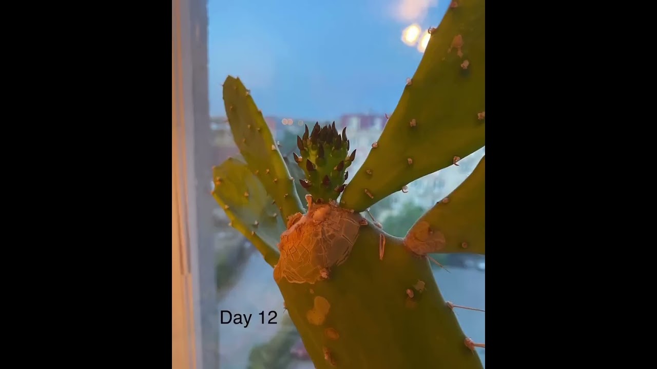 Рост кактуса за 20 дней)
