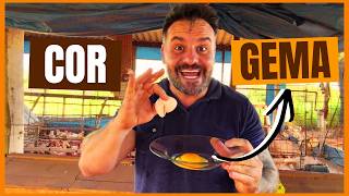 3 DICAS para COR DA GEMA como o CLIENTE de OVO CAIPIRA GOSTA