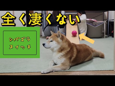 A Shiba Inu dog came to play with a one-year-old. As expected, it