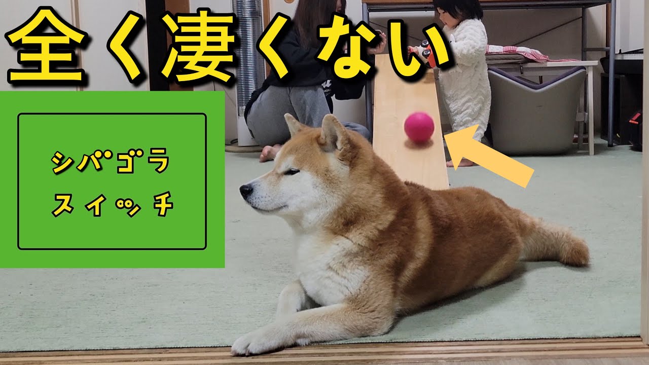 A Shiba Inu dog came to play with a one-year-old. As expected, it