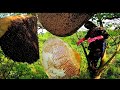 Chinh Phục Tổ Ong Khủng forest honey