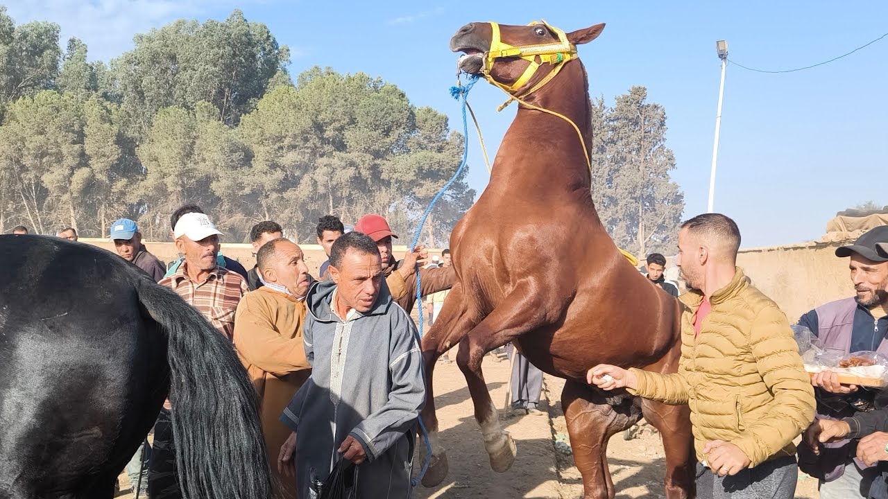 يوم سوق عمر قبل طلوع شمس كاع بياعة جابو خيل يوم رحبة و كاين المليح 