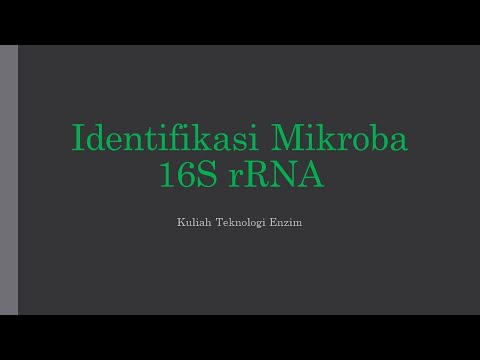 Video: Mengapa rDNA 16s universal?