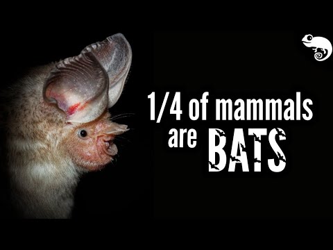 The Megabat: The World’s Largest Bat Is Bigger Than You