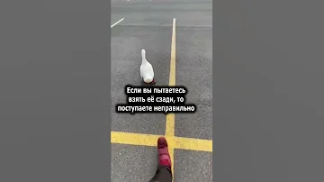 КАК ПРИРУЧИТЬ УТКУ