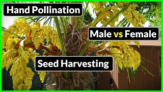 Trachycarpus Fortunei  How to Hand Pollinate, Harvest Seeds, Male/Female Identification (Palm Tips)