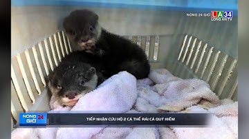 Tiếp nhận cứu hộ 2 cá thể rái cá quý hiếm | LONG AN TV