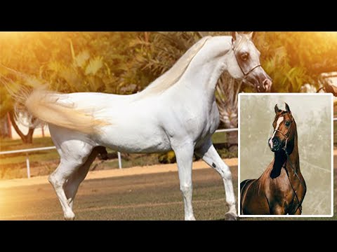 Vídeo: Cavalo de Boulonnais