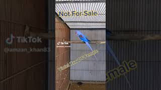 Violet Raw Not For Sale Beautiful Parrot