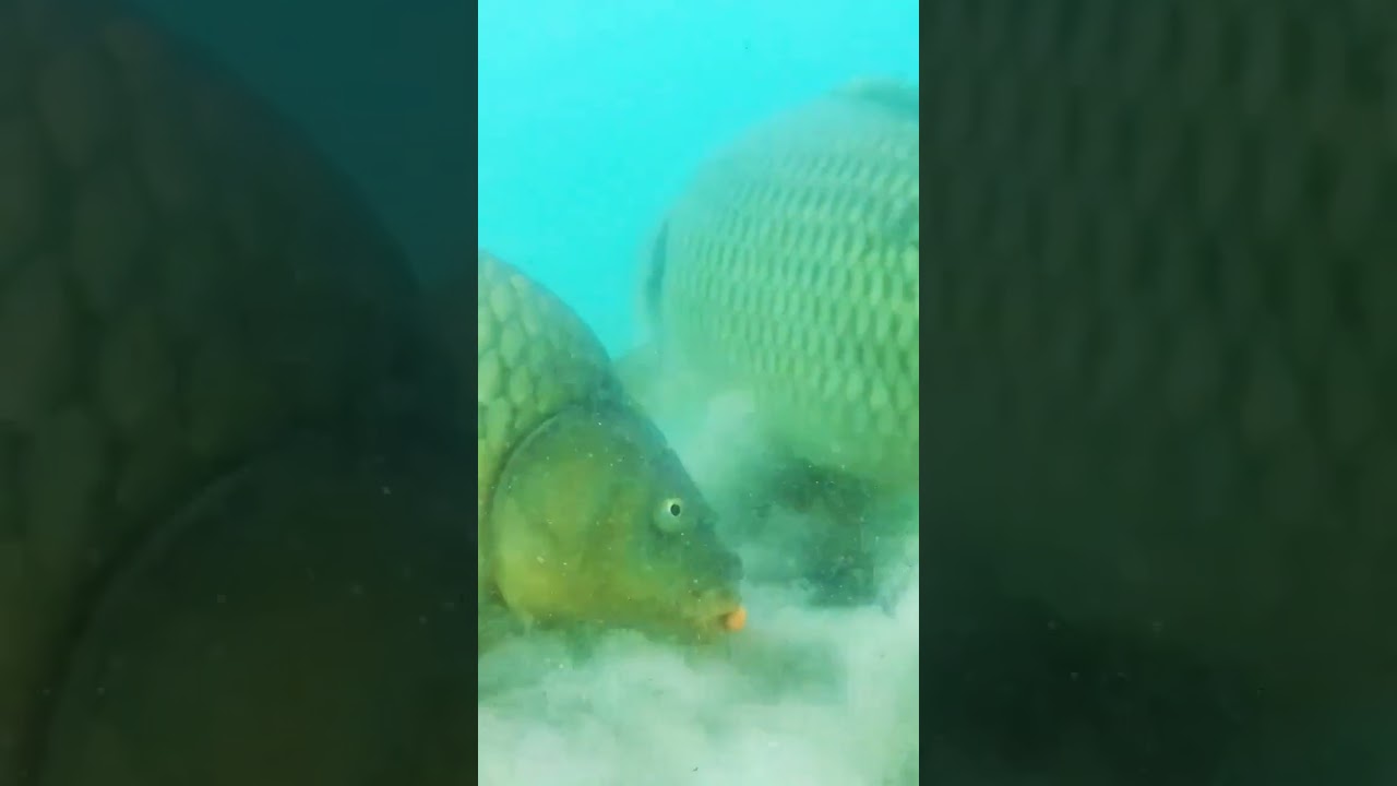 feeder n popup fishing 