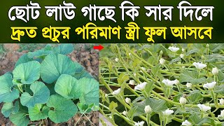 ছোট লাউ গাছে স্ত্রী ফুল বৃদ্ধি পাবে ৩০ গুণ - লাউ চাষ পদ্ধতি - Bottle Gourd Cultivation