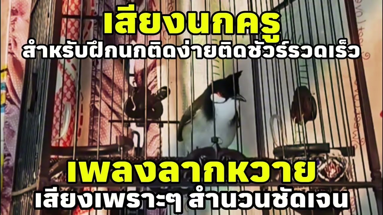 เสียงนกกรงหัวจุก เพลงลากหวาย เสียงชัดเจนสำนวนเพราะ ไม่มีสะดุด #เสียงกระตุ้นนกรงหัวจุก #นกเบิ้ลอาชีพ