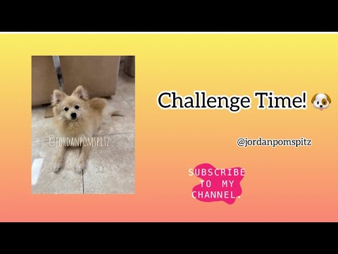Dog treat challenge | Jordan Pom Spitz