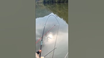 Câu cá hô tự nhiên#xuhuong #fishing #cauca #shorts