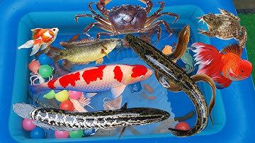 Cún Đi Câu Cá Gặp Khe Nước Có Nhiều Cá Koi, Cá Vàng, Cá Quả, Hộp Giấy Mở Ra Con Cua Tinh Nghịch