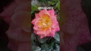 rose In The Rain