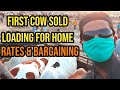 First Cow SOLD, RATES, BARGAINING, PASSES, LIGHTING Latest Updates of Sohrab Goth Cow Mandi 2020