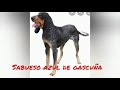 Las 5 mejores razas de perros para caceria